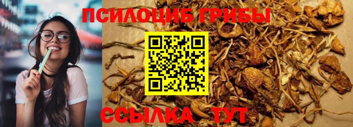 купить   Псилоцибиновые грибы мухоморы  Благовещенск  Вход с VPN  Псилоцибиновые грибы GOLDEN TEACHER 